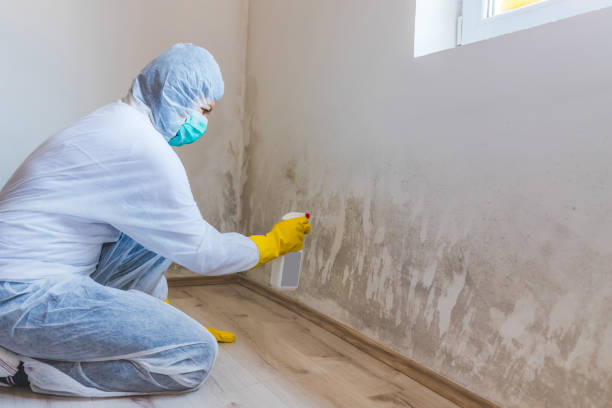 Licensed Mold Remediation service in Paris, TN - WQB Mold Removal